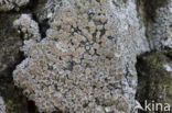 Witte schotelkorst (Lecanora chlarotera)