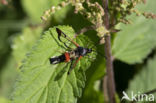 Synanthedon formicaeformis