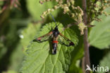 wilgenwespvlinder (Synanthedon formicaeformis)