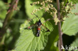 Synanthedon formicaeformis