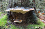 Red Banded Polypore (Fomitopsis pinicola)