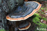 Red Banded Polypore (Fomitopsis pinicola)