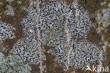 Opegrapha herbarum