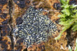 Opegrapha herbarum