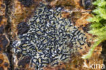 Opegrapha herbarum