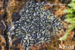 Opegrapha herbarum
