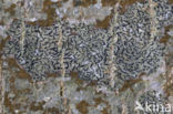 Opegrapha herbarum