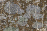 Rivierschriftmos (Opegrapha herbarum)