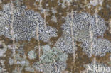 Opegrapha herbarum