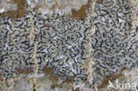 Opegrapha herbarum