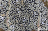 Opegrapha herbarum