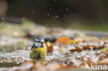 Blue Tit (Parus caeruleus)