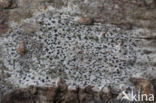 Amoebekorst (Arthonia radiata)