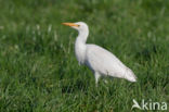 Koereiger (Bubulcus ibis)