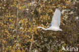 Grote zilverreiger (Casmerodius albus)