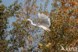 Great White Egret