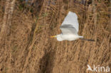 Grote zilverreiger (Casmerodius albus)