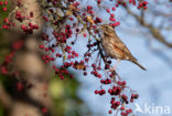 Redwing (Turdus iliacus)