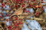 Redwing (Turdus iliacus)