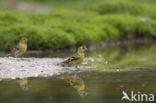 Eurasian Siskin (Carduelis spinus)