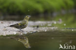 Eurasian Siskin (Carduelis spinus)