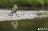 Eurasian Siskin (Carduelis spinus)