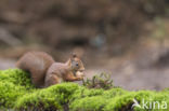 Red Squirrel (Sciurus vulgaris)