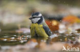 Blue Tit (Parus caeruleus)