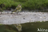 Eurasian Siskin (Carduelis spinus)