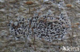 Amoebekorst (Arthonia radiata)