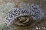 Amoebekorst (Arthonia radiata)