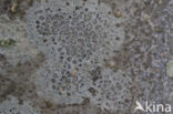 Kleine runenkorst (Arthothelium ruanum)