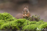 Red Squirrel (Sciurus vulgaris)