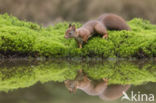 Red Squirrel (Sciurus vulgaris)