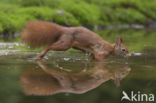 Red Squirrel (Sciurus vulgaris)