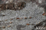 Amoebekorst (Arthonia radiata)