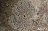Kleine runenkorst (Arthothelium ruanum)