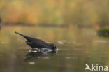 Eurasian Blackbird (Turdus merula)