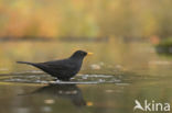 Merel (Turdus merula)