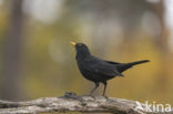 Eurasian Blackbird (Turdus merula)