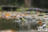 Koolmees (Parus major)