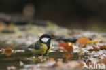 Great Tit (Parus major)