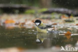 Great Tit (Parus major)