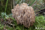 Crown-tipped coral fungus