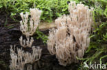 Crown-tipped coral fungus