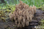 Crown-tipped coral fungus