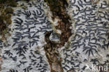 Common script lichen (Graphis scripta)
