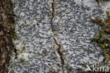 Common script lichen (Graphis scripta)
