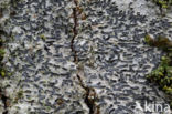 Common script lichen (Graphis scripta)