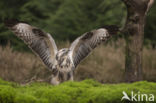 Common Buzzard (Buteo buteo)